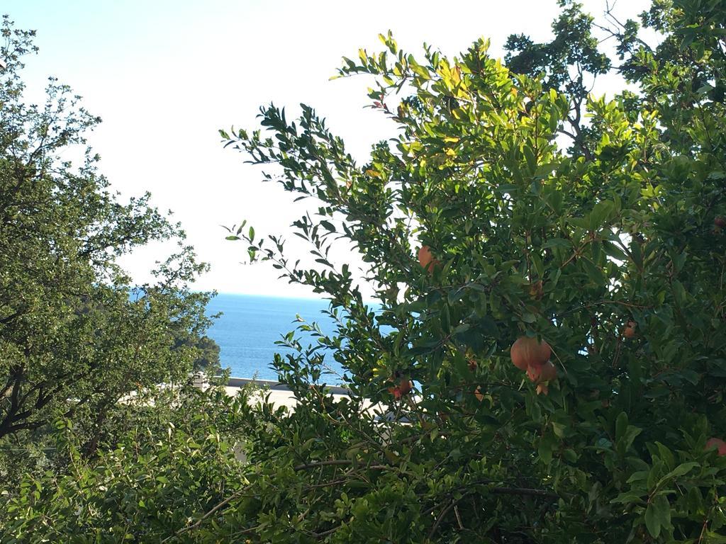 Villa Julia Petrovac Εξωτερικό φωτογραφία